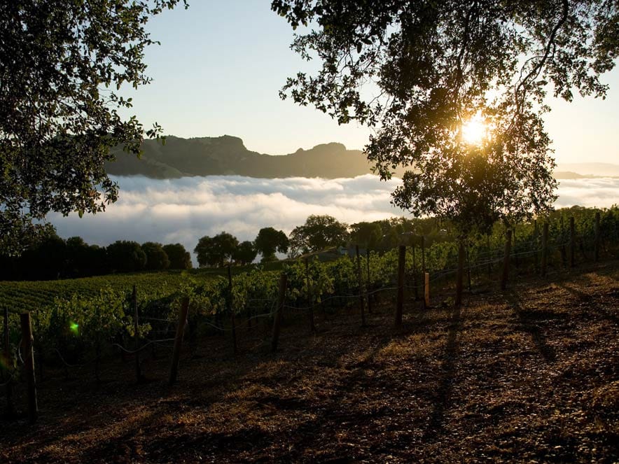 vineyard view in Sonoma County