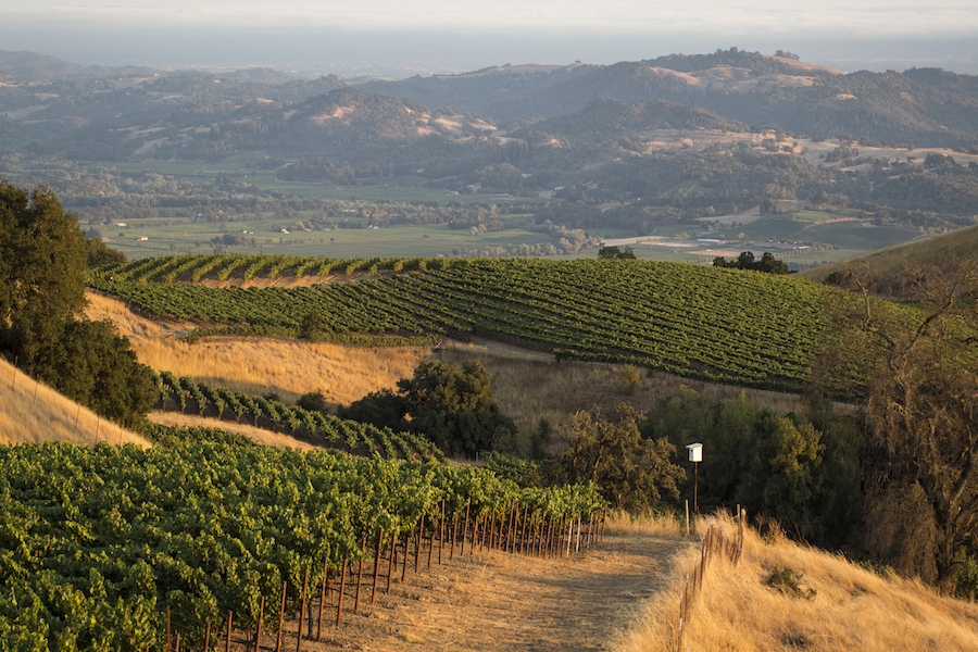 Stonestreet Vineyards in the Alexander Valley