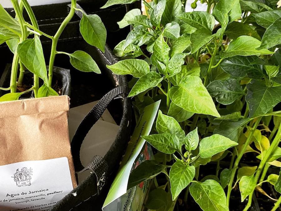 Herbal medicine delivery on The Botanical Bus