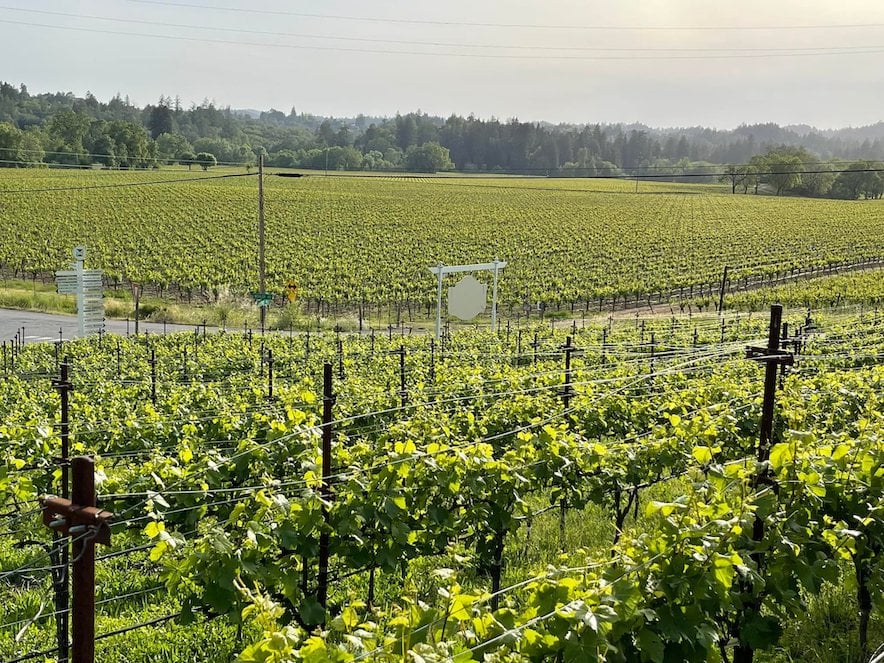 Vineyard view from the wraparound porch at The Raford Inn