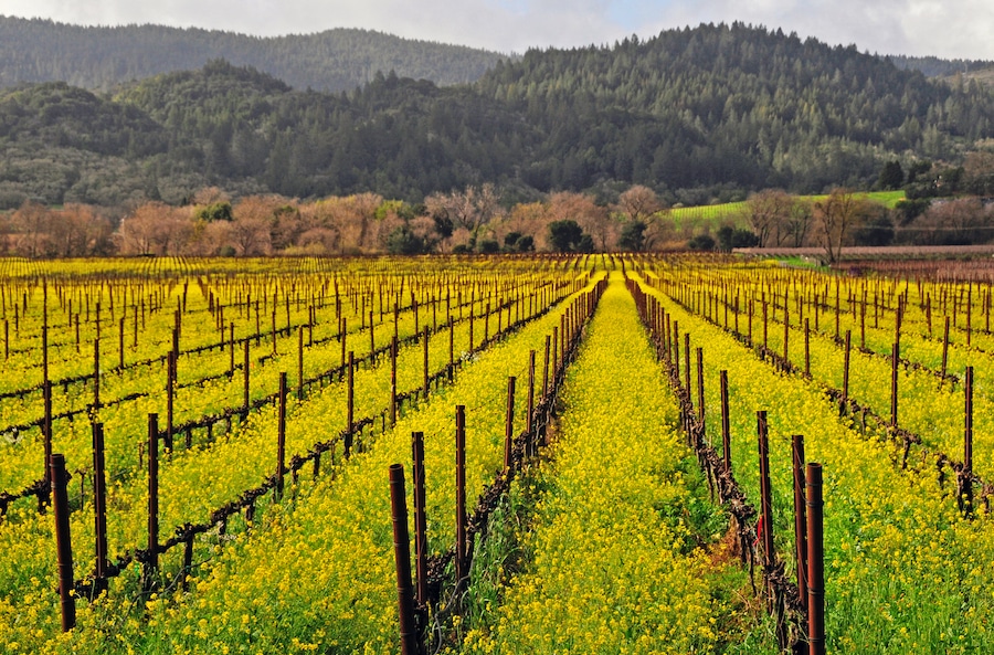 Mustard is a common vineyard cover crop, blooming in late winter and early spring