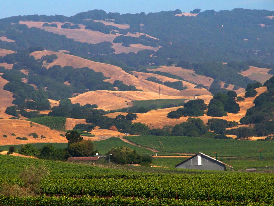 Luscious green vineyards grown in front of mountains