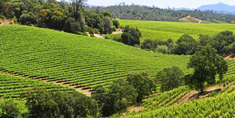 Dry Creek Valley Vineyard in the Summer