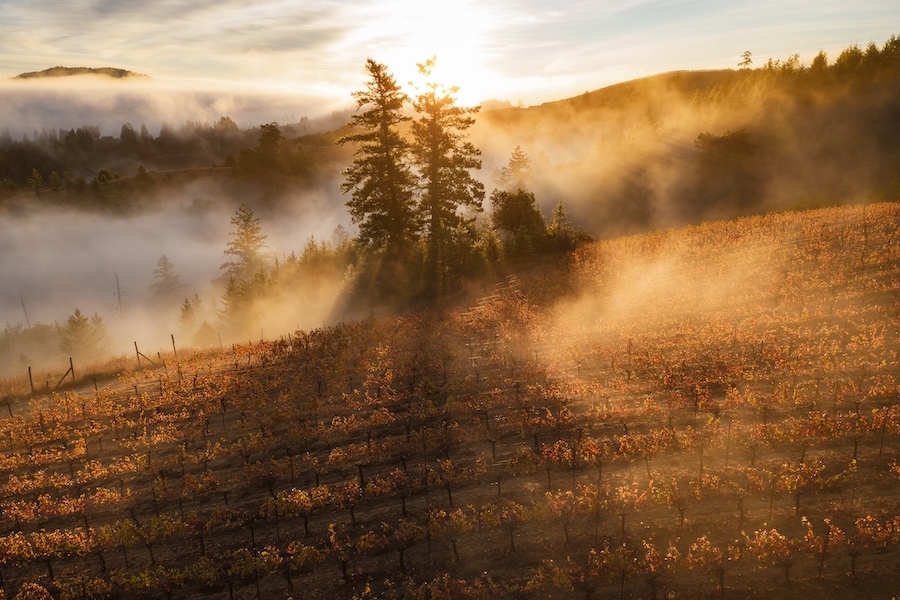 Fog and cold within the West Sonoma Coast AVA create challenges for growers and advantages for winemakers