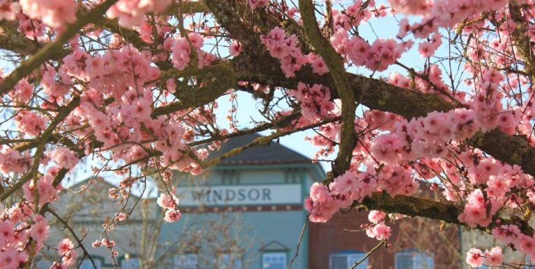 Pink blossoms on a tree branch in Windsor