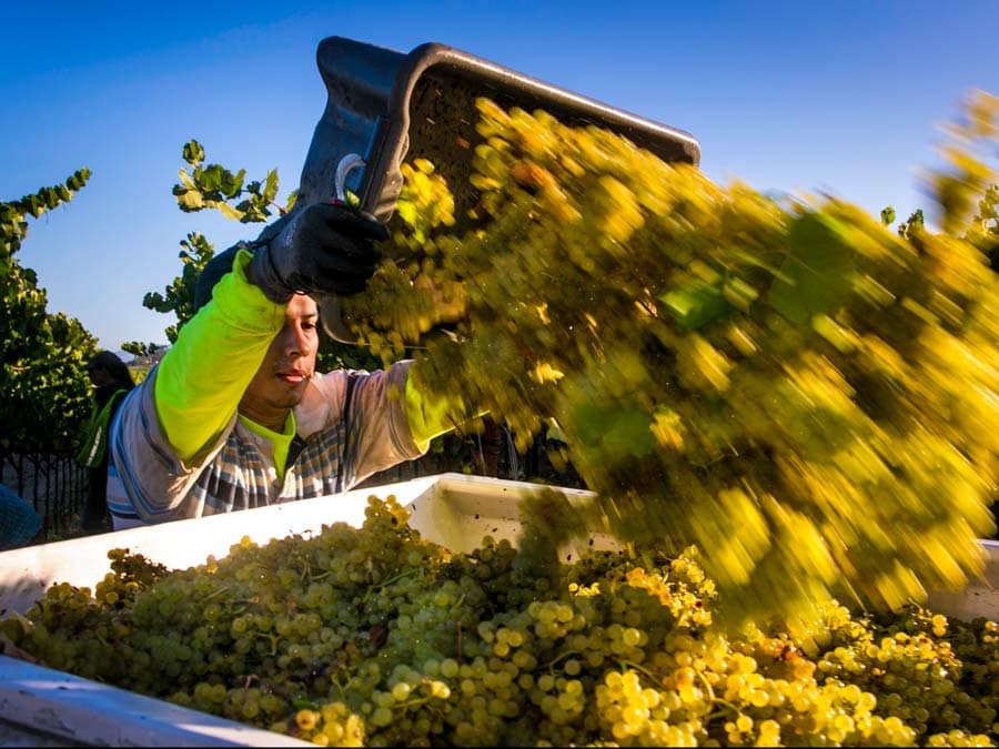 Winegrapes that were just harvested are dumped into a bin in Sonoma County