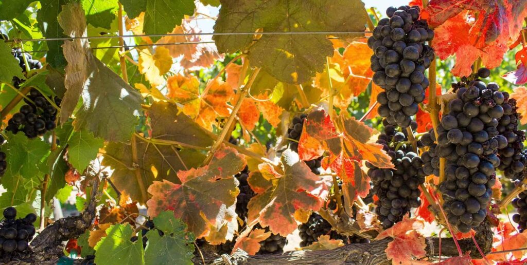 Purple grapes with orange and yellow leaves around it