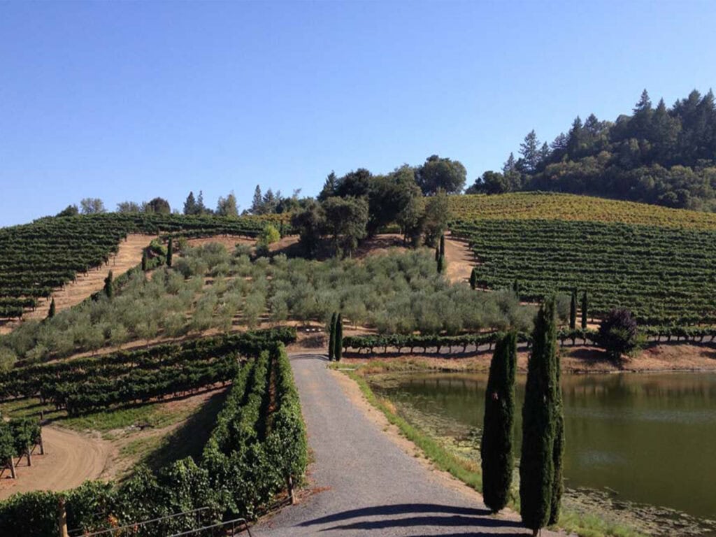 Vineyards at A. Rafanelli Winery, Healdsburg