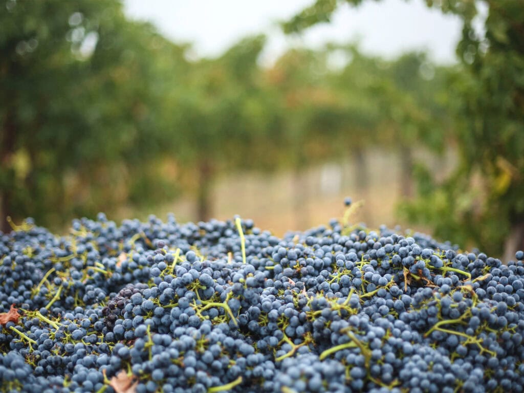 Cabernet Sauvignon grapes from Jordan Vineyard & Winery, Healdsburg