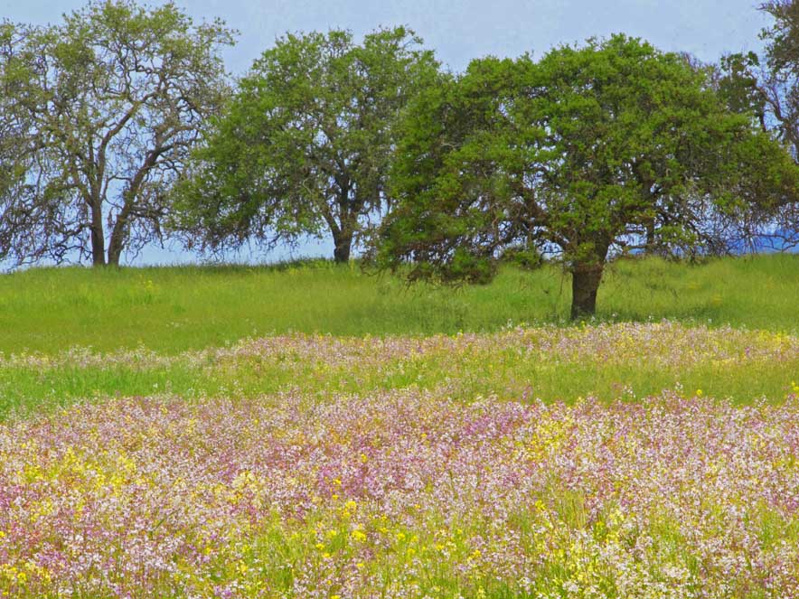 Pink and yellow wildflowers bloom in Sonoma Valley Regional Park