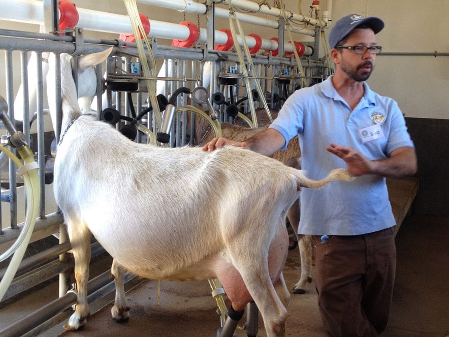 A man milking a goat at Redwood Hill Farm.