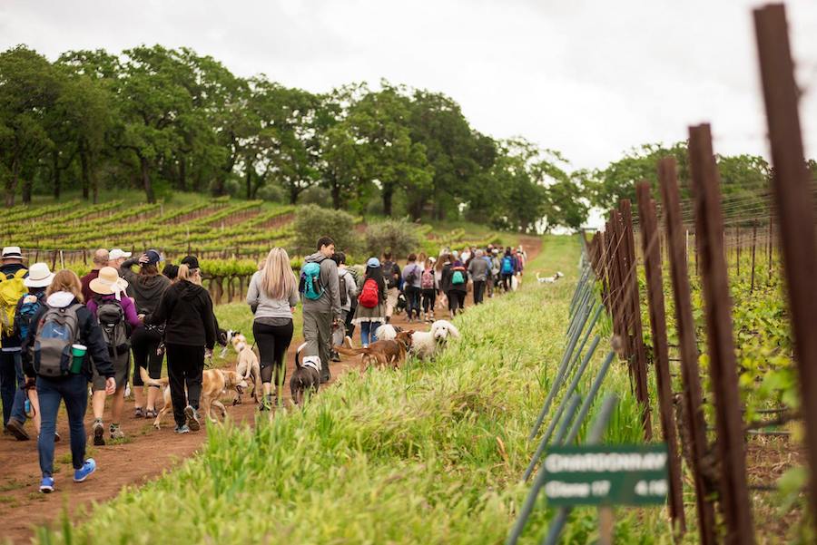 Kunde Family Winery dog friendly vineyard hike 