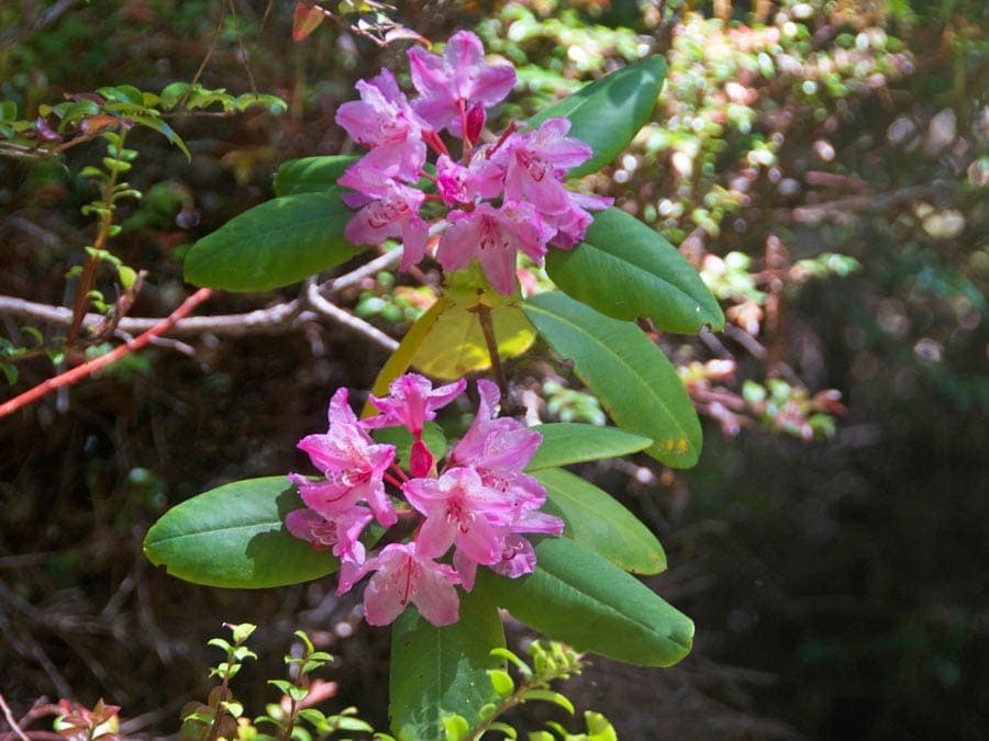 Pink rhododendrons bloom at Kruse Rhododendron State Reserve, Jenner