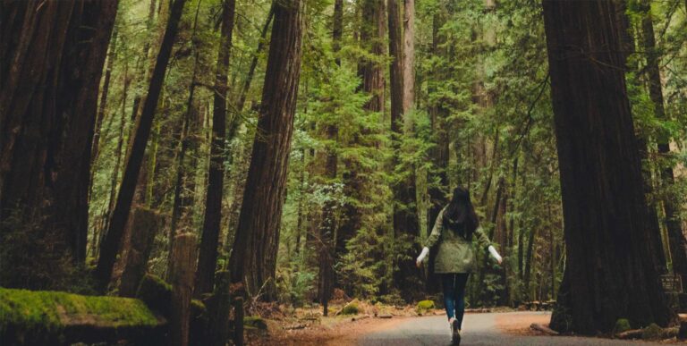 Woman walking on a path in the Redwood Forest