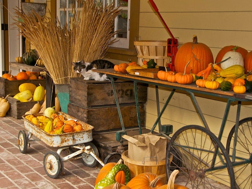 pumpkins and fall decorations outside of preston farm and winery in Sonoma County