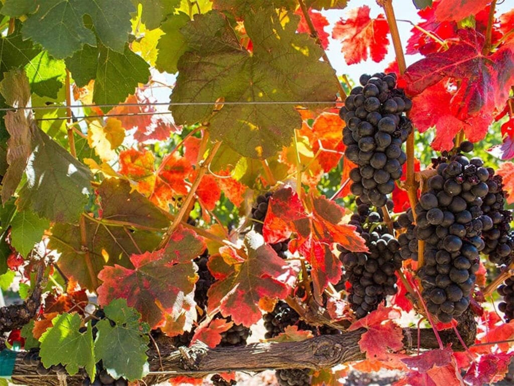 grape leaves turning color during fall