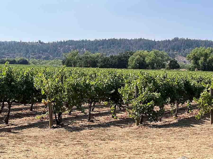 Grapevines in Sonoma County