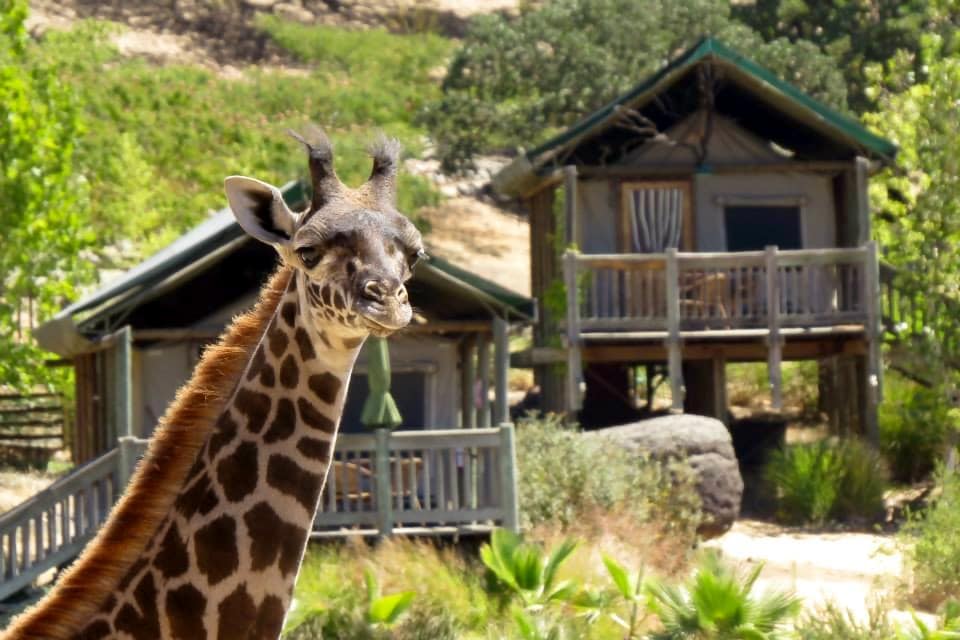 Giraffe at Safari West