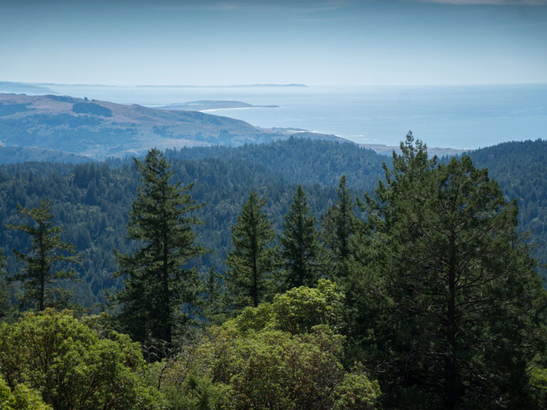 Landscape of Redwoods and Coast Horizon