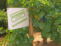 Sonoma County Sustainable Winegrowing Logo 