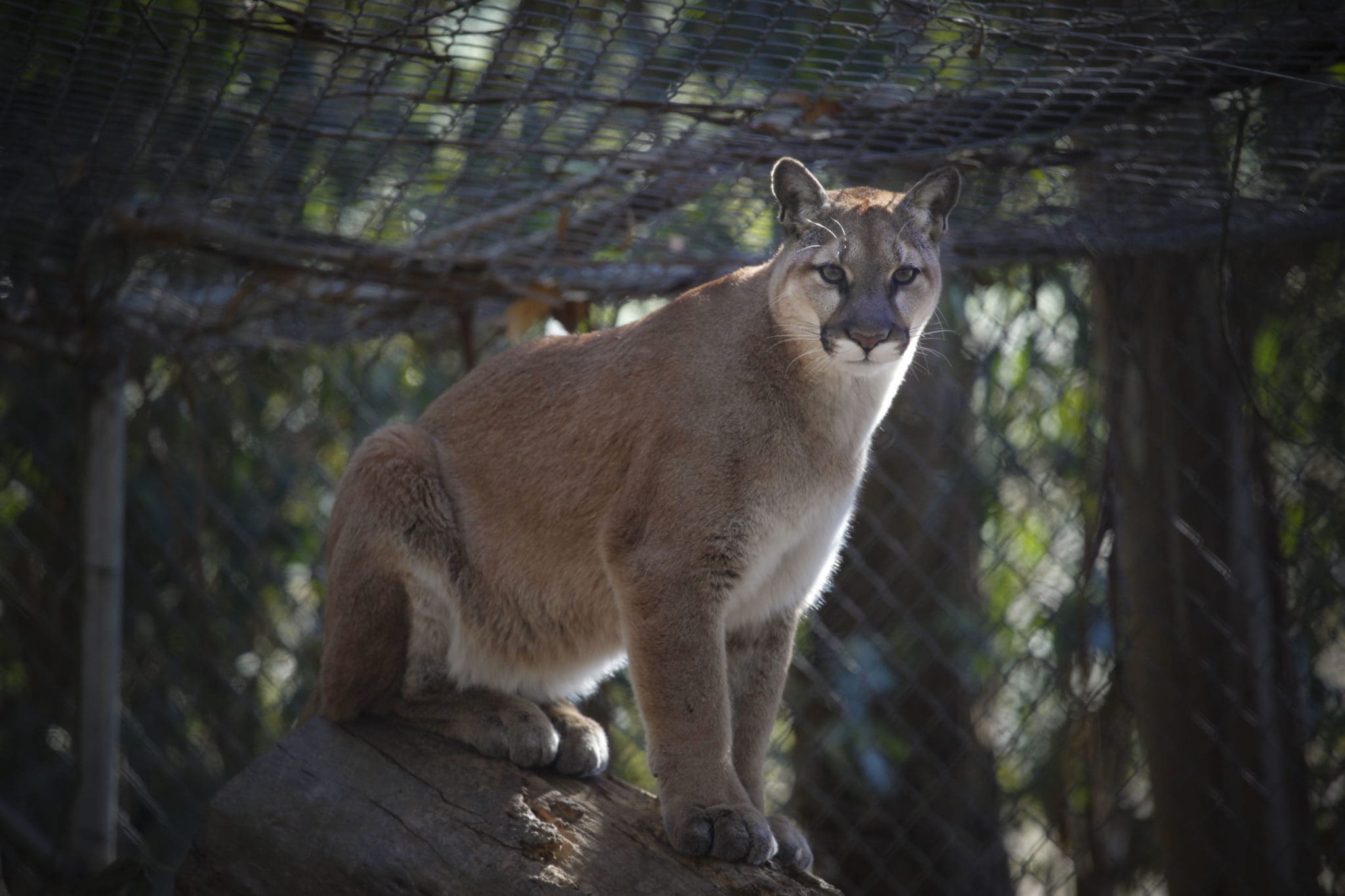 Go Wild At These Animal Sanctuaries In Sonoma County - Sonoma County 