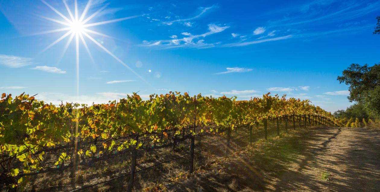 Summer/Fall Vineyards in Sonoma County