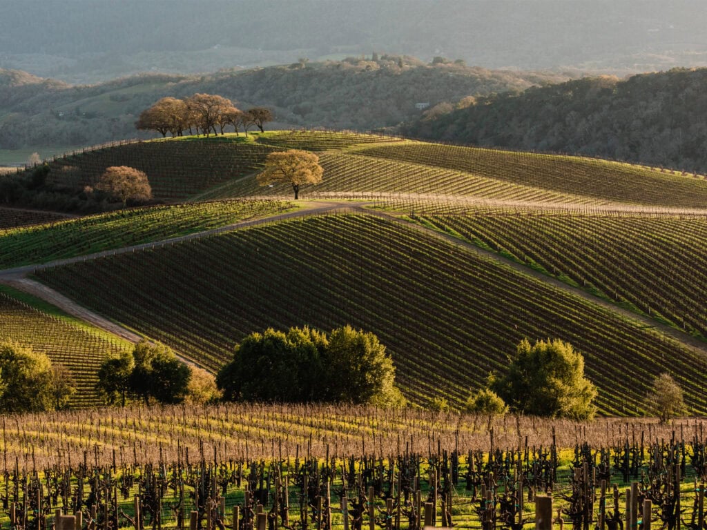 Kunde Winery, Kenwood Vineyards 