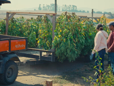 Cannabis Harvest at Sonoma Hills Farm in Sonoma County