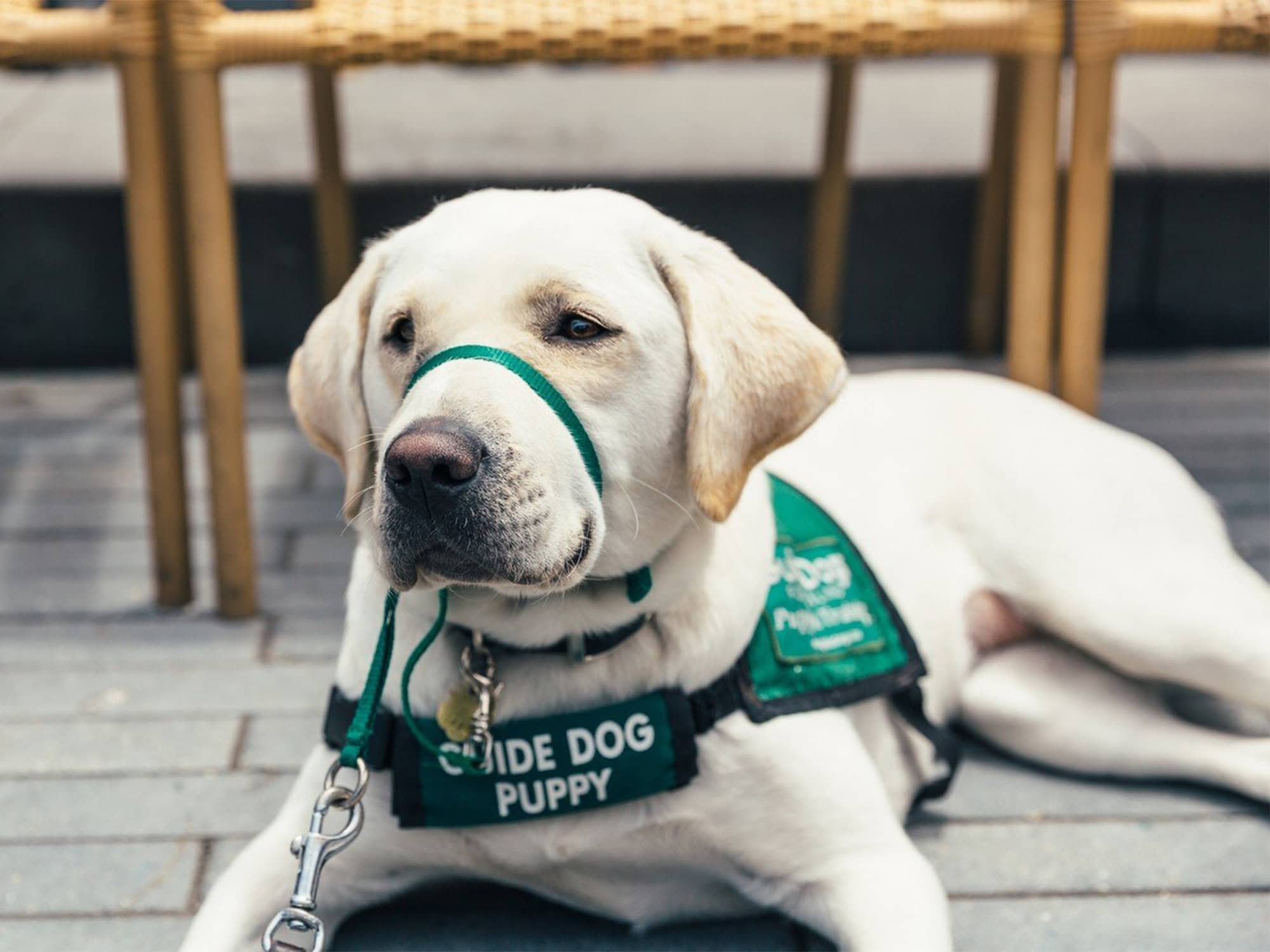 Freeman Winery Service Dog