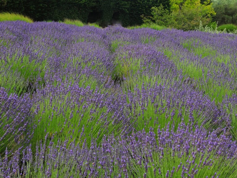 Matanzas Creek Lavender Sonoma County