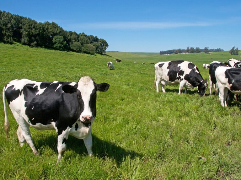 Cows grazing in Petaluma