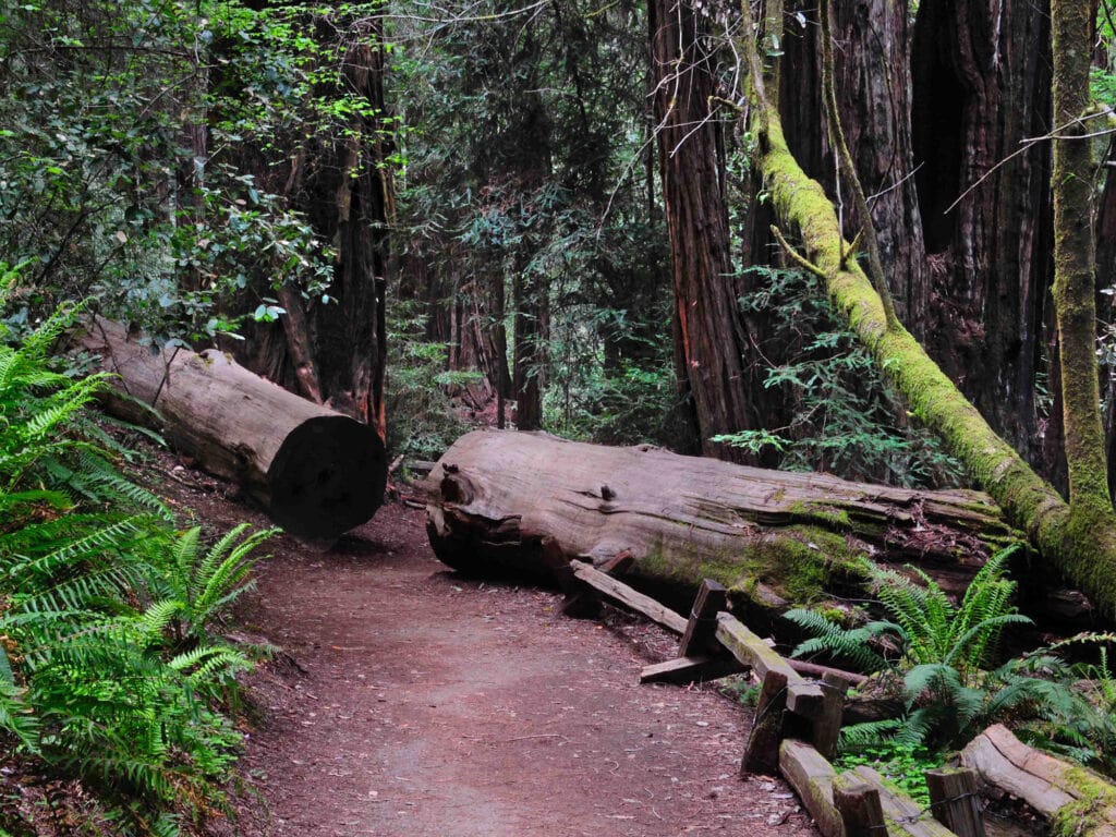 Trail at Armstrong Redwoods State Natural Reserve in Guerneville