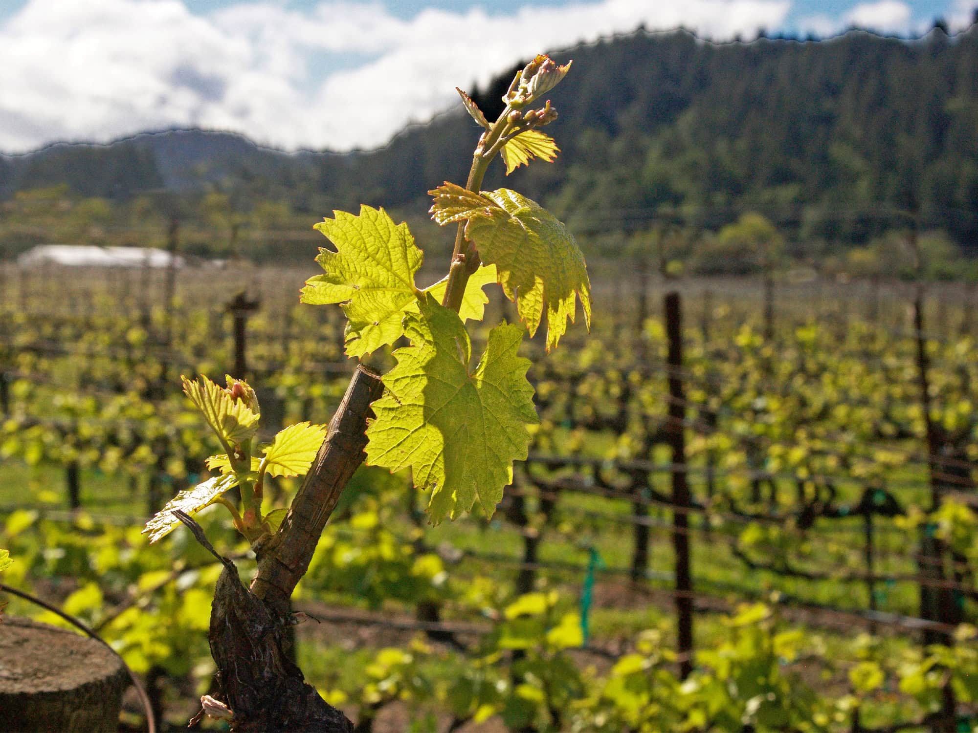 vineyard plant starting to leave during the spring season