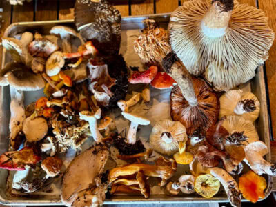 different kinds of mushrooms that were forged