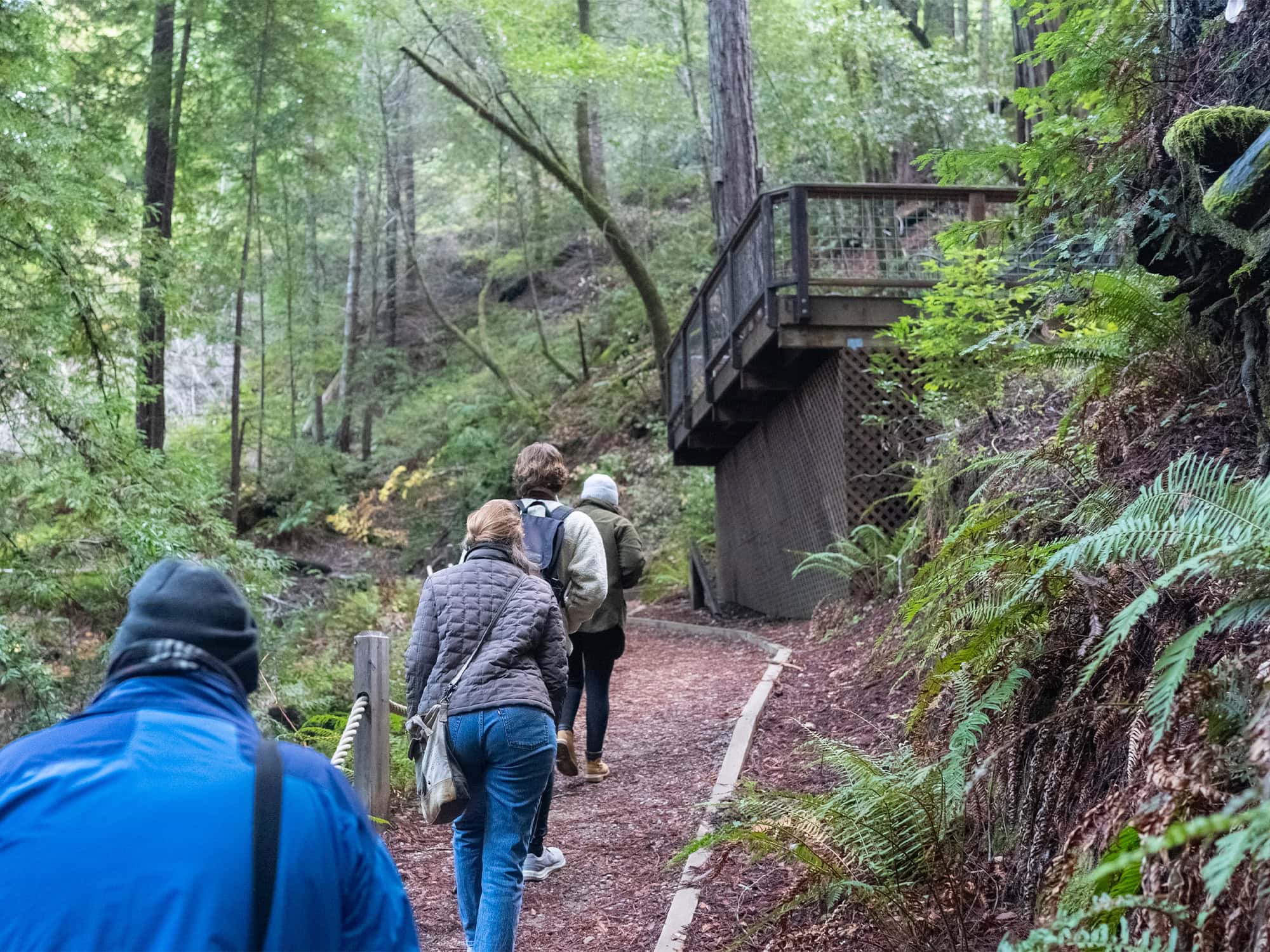 people walking through the redwoods