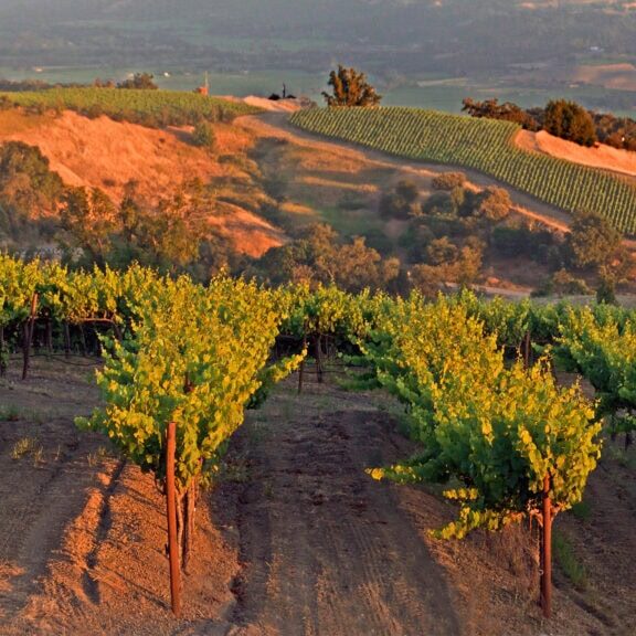 scenic photo of a sunset in the vineyards