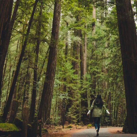 Hiking Walking Armstrong Redwoods State Natural Preserve