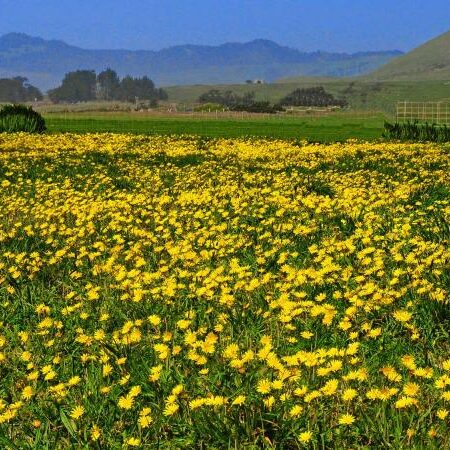 Yellow wildflowers covering field