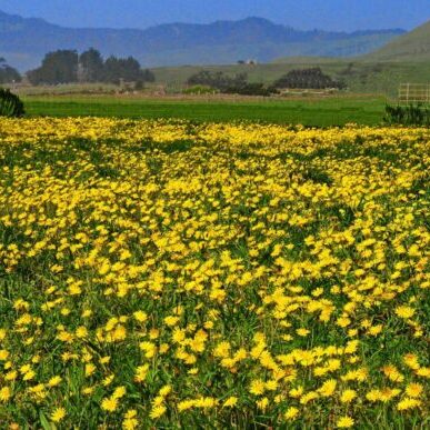 Yellow wildflowers covering a field in Sonoma County