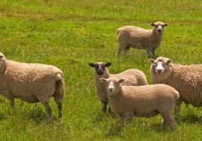 Sheep in a field in Valley Ford