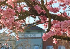 Pink blossoms on a tree branch in Windsor